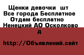 Щенки девочки 4шт - Все города Бесплатное » Отдам бесплатно   . Ненецкий АО,Осколково д.